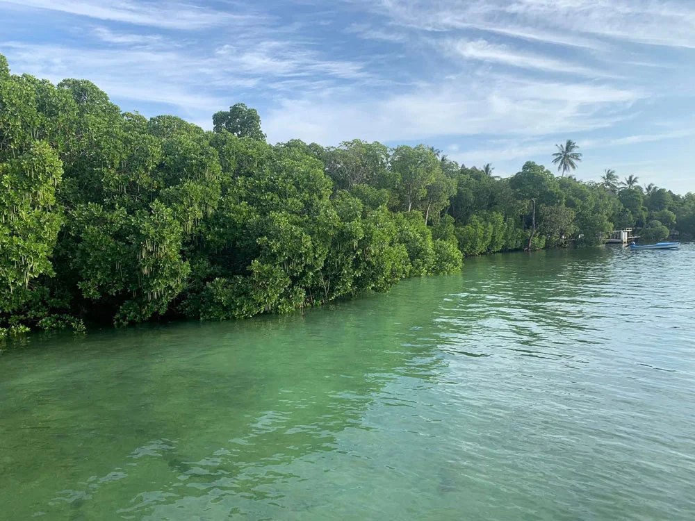 watamu Safari Blu Mida Creek mangrovie