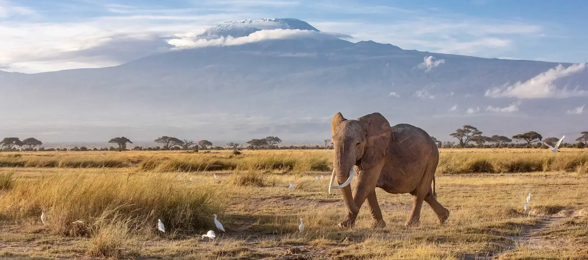 Amboseli Safari: elefante africano con il maestoso Kilimangiaro sullo sfondo